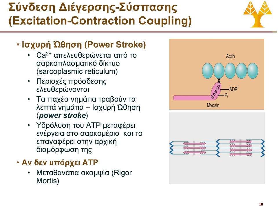 Τα παχέα νημάτια τραβούν τα λεπτά νημάτια Ισχυρή Ώθηση (power stroke) Υδρόλυση του ATP μεταφέρει ενέργεια