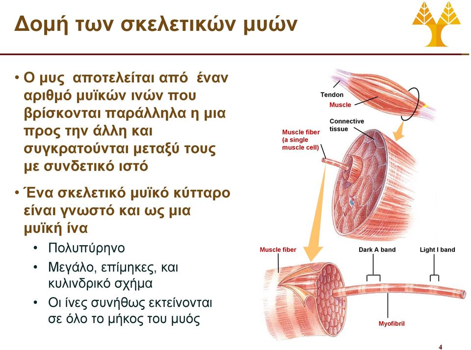 ίνα Πολυπύρηνο Μεγάλο, επίμηκες, και κυλινδρικό σχήμα Οι ίνες συνήθως εκτείνονται σε όλο το μήκος του μυός