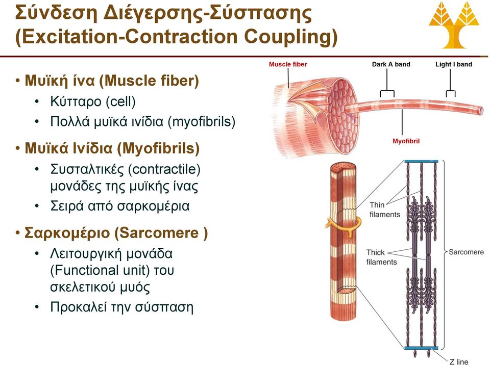 (Myofibrils) Συσταλτικές (contractile) μονάδες της μυϊκής ίνας Σειρά από σαρκομέρια Myofibril