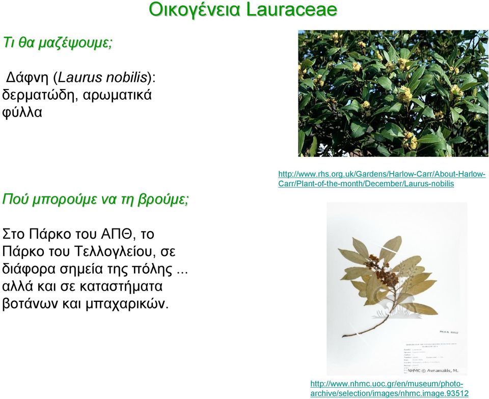 uk/gardens/harlow-carr/about-harlow- Carr/Plant-of-the-month/December/Laurus-nobilis Στο Πάρκο του ΑΠΘ,