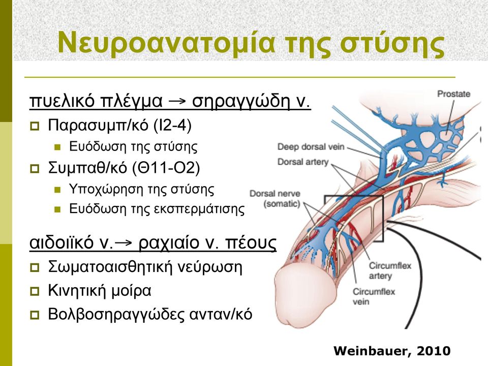 Υποχώρηση της στύσης n Ευόδωση της εκσπερµάτισης αιδοιϊκό ν. ραχιαίο ν.