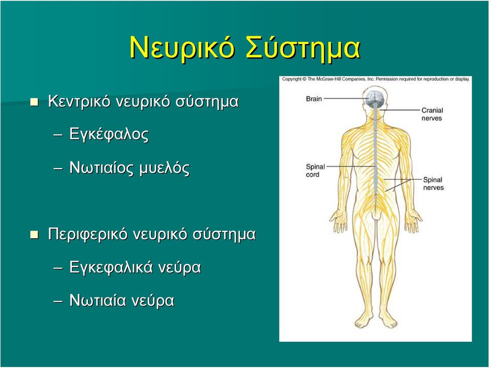 Νωτιαίος μυελός Περιφερικό