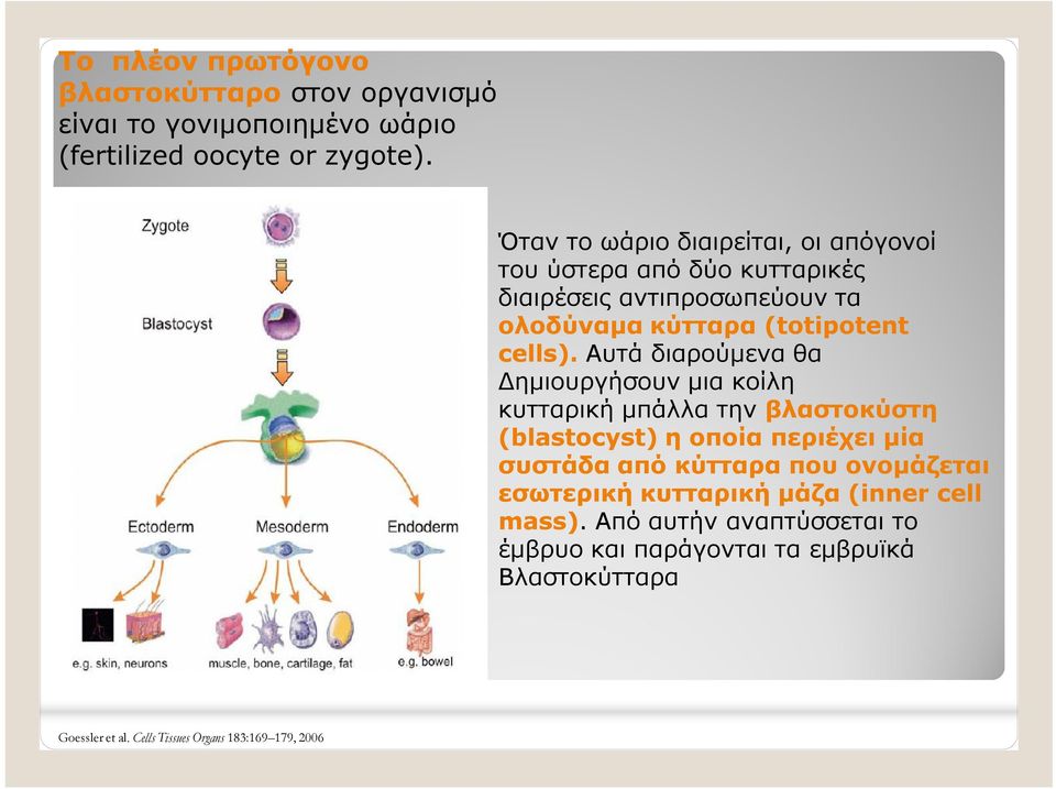 Αυτά διαρούμενα θα Δημιουργήσουν μια κοίλη κυτταρική μπάλλα την βλαστοκύστη (blastocyst) η οποία περιέχει μία συστάδα από κύτταρα που