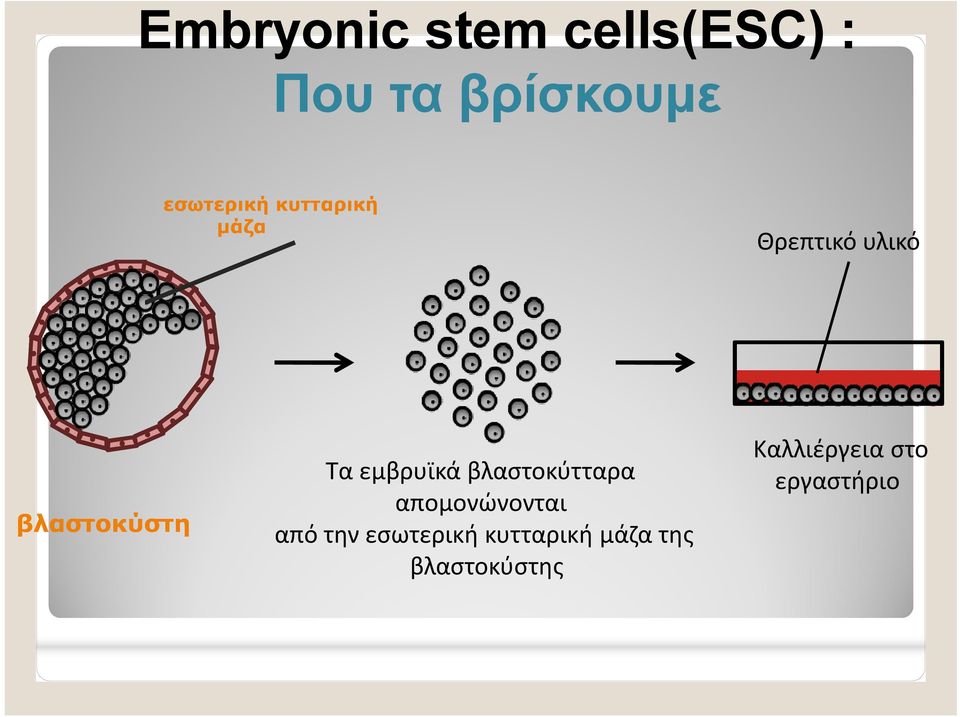 Τα εμβρυϊκά βλαστοκύτταρα απομονώνονται από την