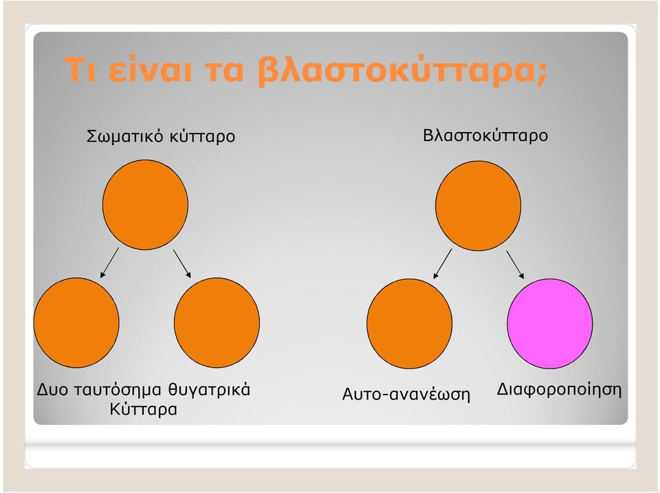 Βλαστοκύτταρο Δυο ταυτόσημα