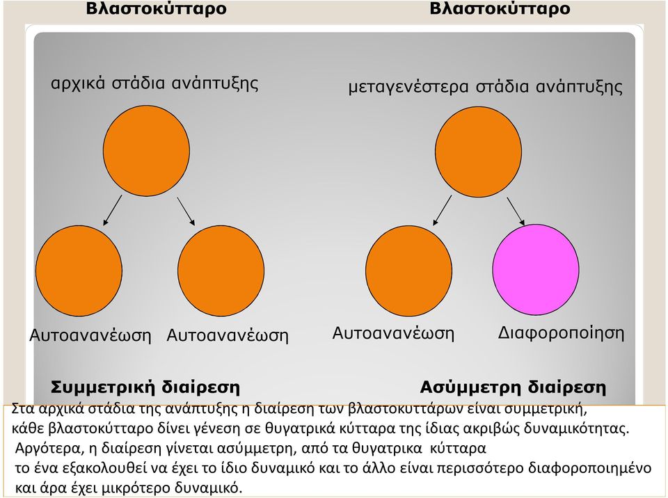 συμμετρική, κάθε βλαστοκύτταρο δίνει γένεση σε θυγατρικά κύτταρα της ίδιας ακριβώς δυναμικότητας.