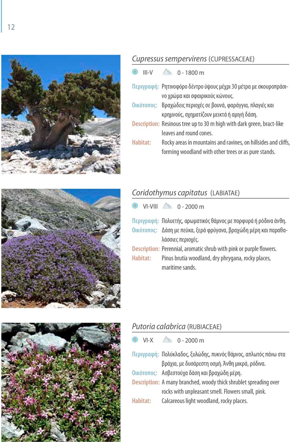 Habitat: rocky areas in mountains and ravines, on hillsides and cliffs, forming woodland with other trees or as pure stands.