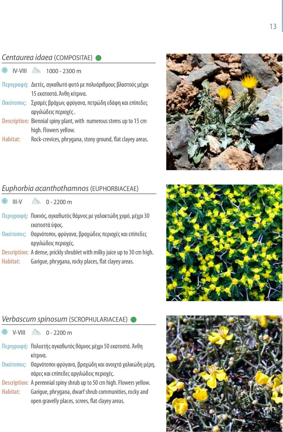 Habitat: Rock-crevices, phrygana, stony ground, flat clayey areas.