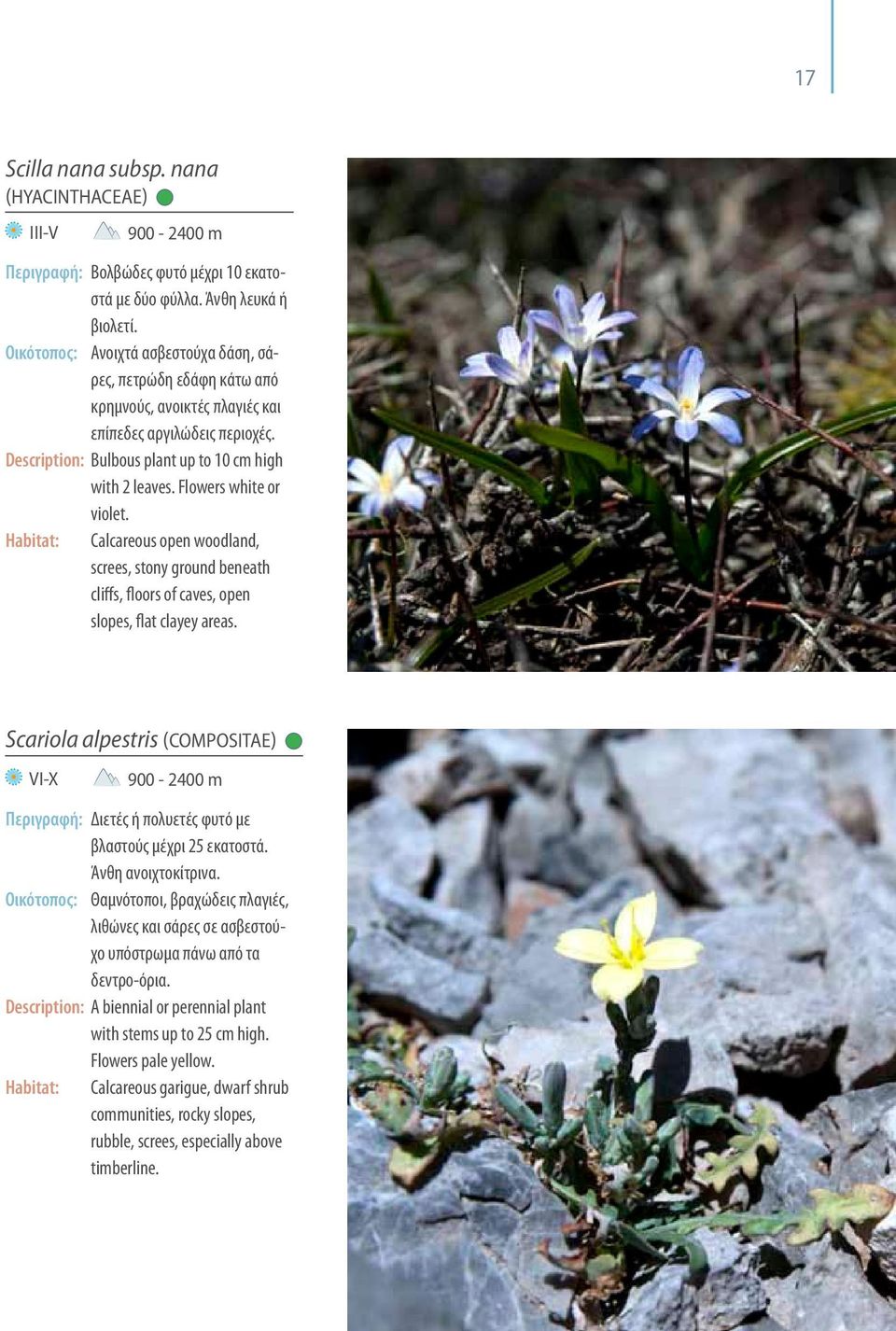 Flowers white or violet. Habitat: calcareous open woodland, screes, stony ground beneath cliffs, floors of caves, open slopes, flat clayey areas.