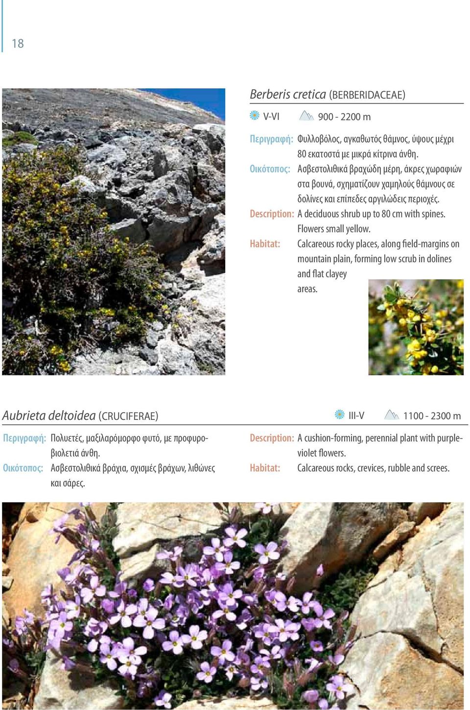 Flowers small yellow. Habitat: calcareous rocky places, along field-margins on mountain plain, forming low scrub in dolines and flat clayey areas.