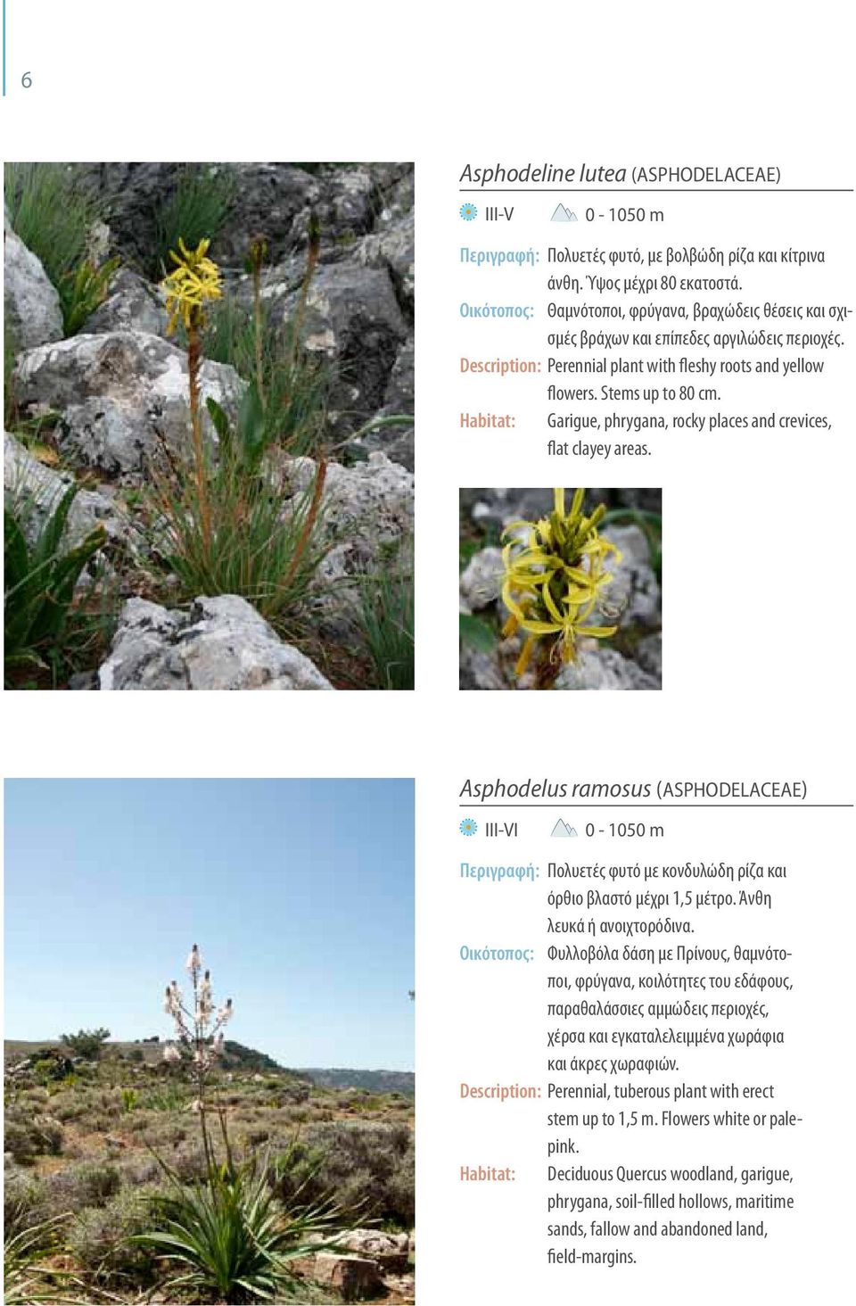 Habitat: Garigue, phrygana, rocky places and crevices, flat clayey areas.