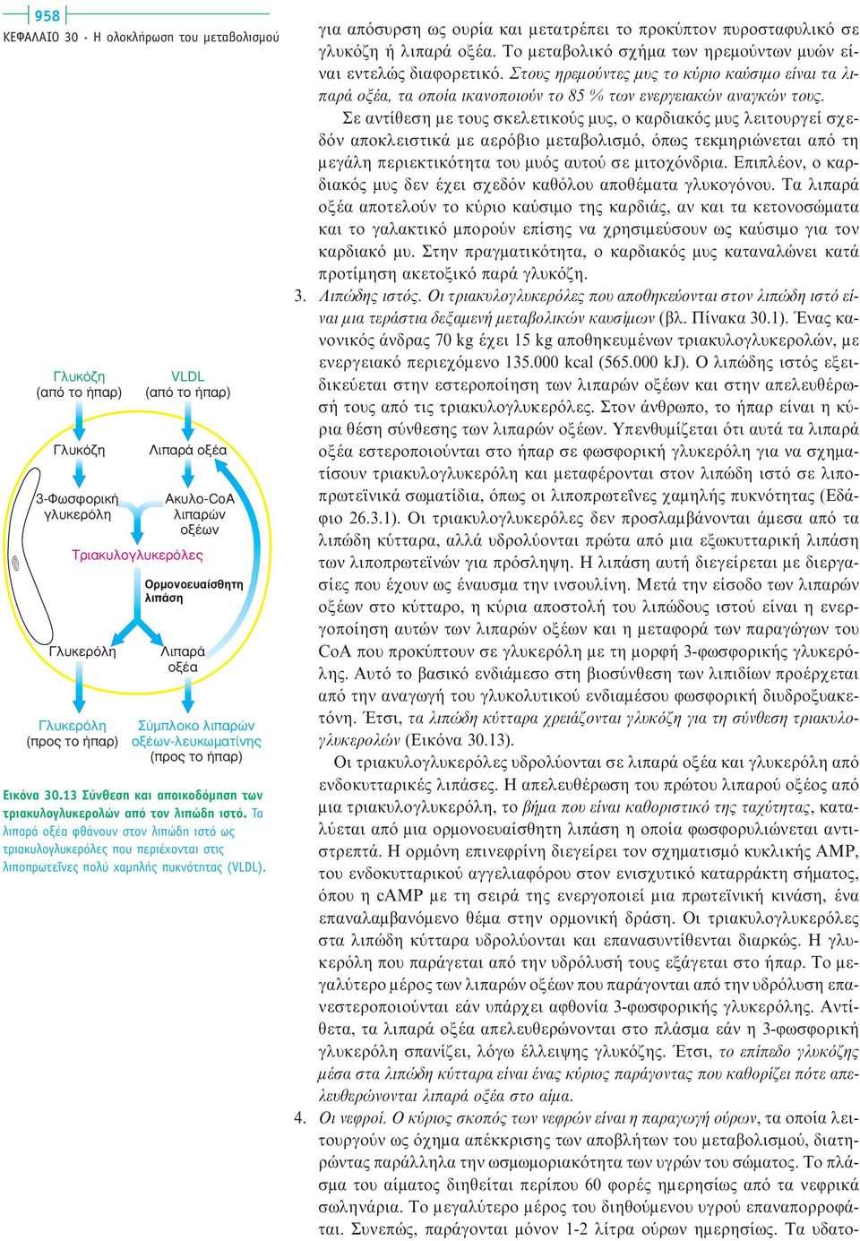 13 Σύνθεση και αποικοδόµηση των τριακυλογλυκερολών από τον λιπώδη ιστό. Τα λιπαρά οξέα φθάνουν στον λιπώδη ιστό ως τριακυλογλυκερόλες που περιέχονται στις λιποπρωτεΐνες πολύ χαµηλής πυκνότητας (VLDL).