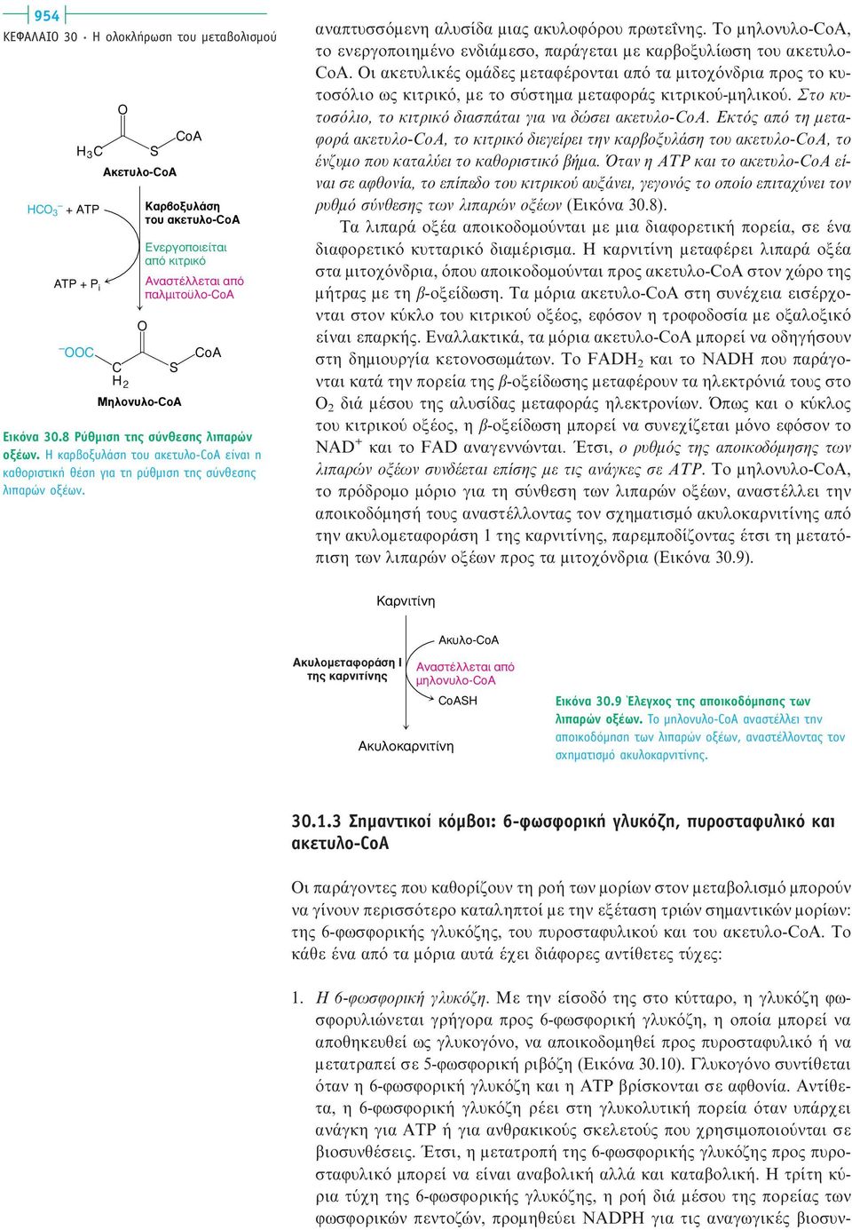 αναπτυσσόμενη αλυσίδα μιας ακυλοφόρου πρωτεΐνης. Tο μηλονυλο-coa, το ενεργοποιημένο ενδιάμεσο, παράγεται με καρβοξυλίωση του ακετυλο- CoA.
