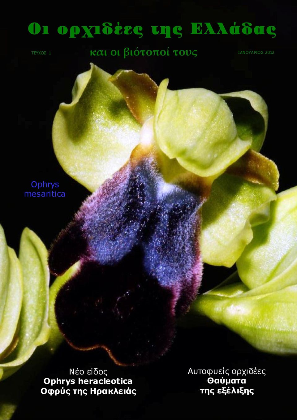 mesaritica Νέο είδος Ophrys heracleotica