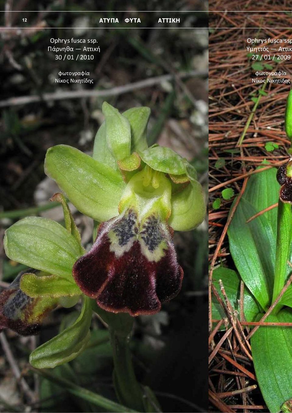 Νίκος Νικητίδης Ophrys fusca ssp Υμηττός