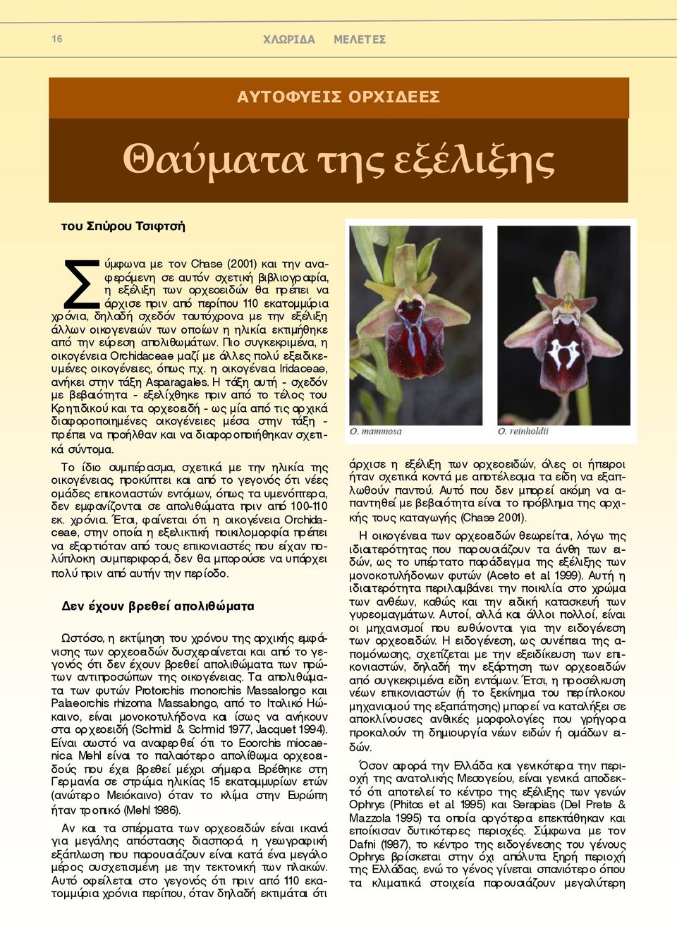 Πιο συγκεκριμένα, η οικογένεια Orchidaceae μαζί με άλλες πολύ εξειδικευμένες οικογένειες, όπως π.χ. η οικογένεια Iridaceae, ανήκει στην τάξη Asparagales.