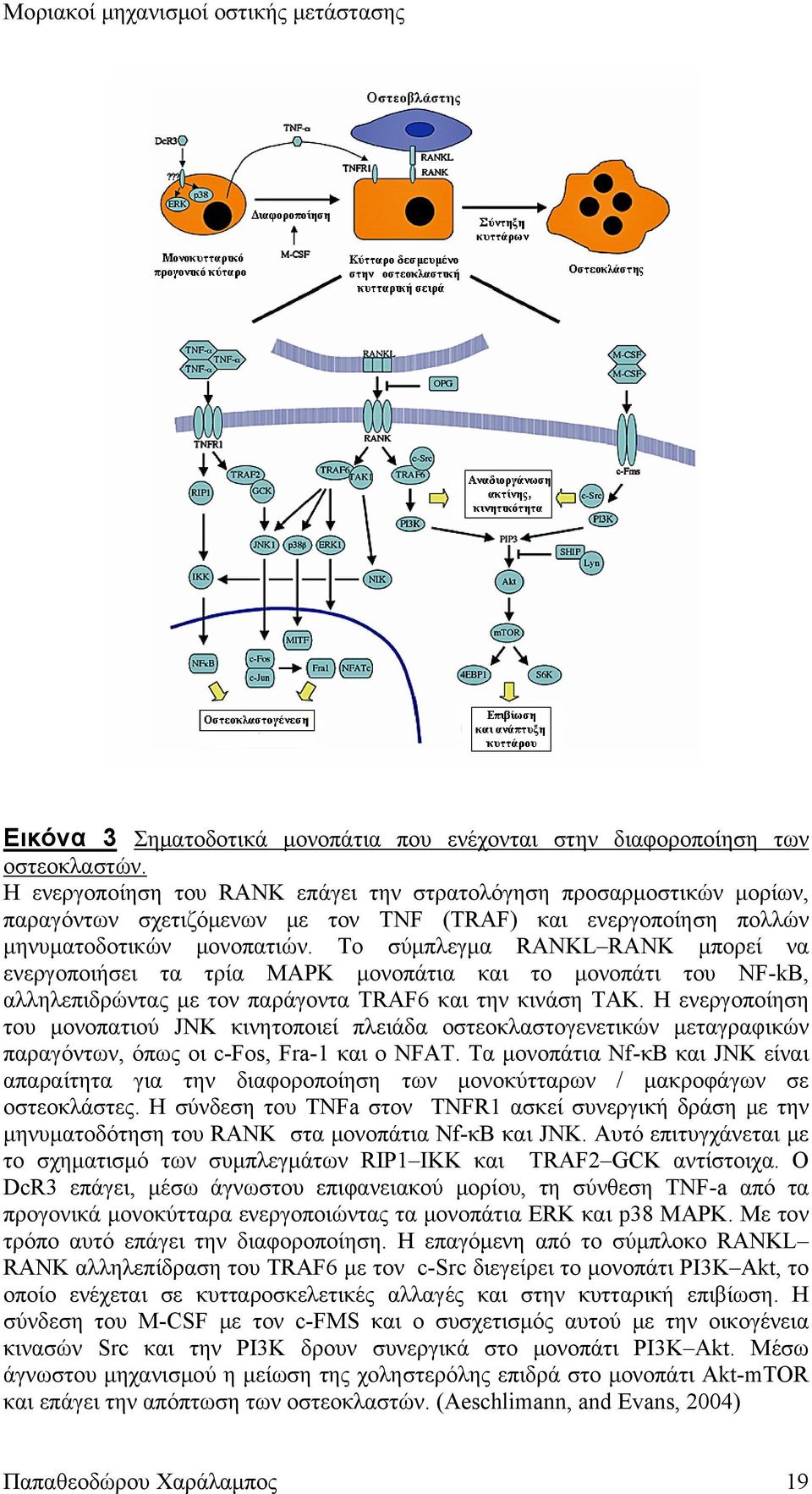 Το σύμπλεγμα RANKL RANK μπορεί να ενεργοποιήσει τα τρία MAPK μονοπάτια και το μονοπάτι του NF-kB, αλληλεπιδρώντας με τον παράγοντα TRAF6 και την κινάση ΤΑΚ.