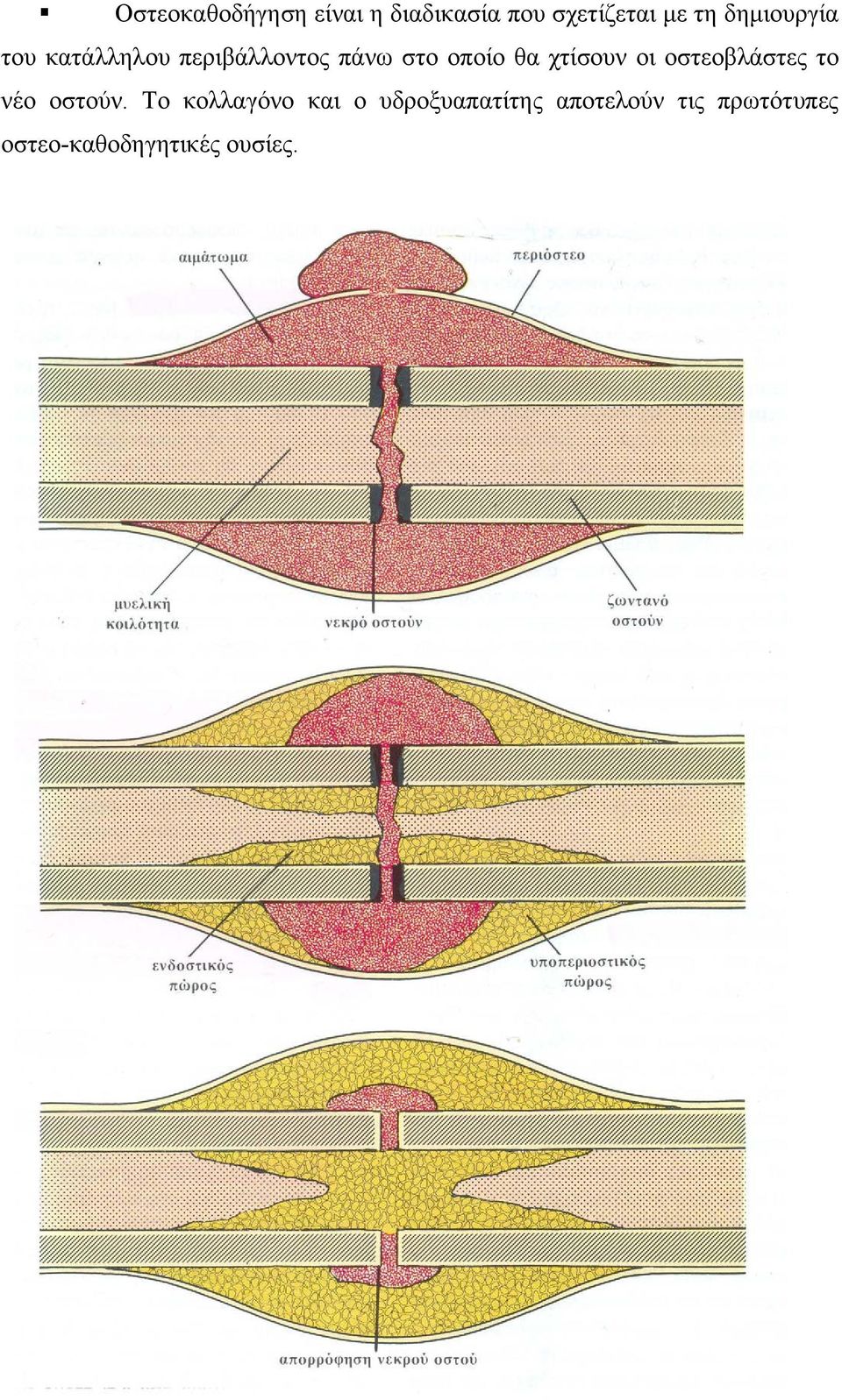 χτίσουν οι οστεοβλάστες το νέο οστούν.