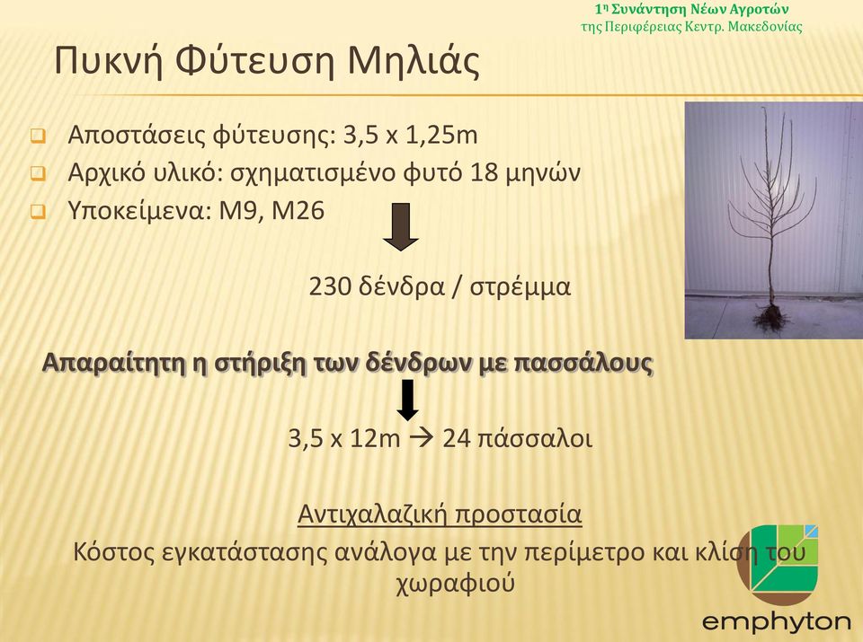 Απαραίτητη η στήριξη των δένδρων με πασσάλους 3,5 x 12m 24 πάσσαλοι