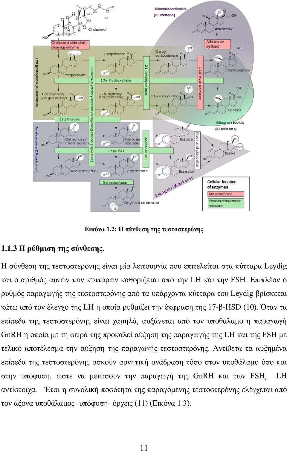 Επιπλέον ο ρυθμός παραγωγής της τεστοστερόνης από τα υπάρχοντα κύτταρα του Leydig βρίσκεται κάτω από τον έλεγχο της LH η οποία ρυθμίζει την έκφραση της 17-β-HSD (10).