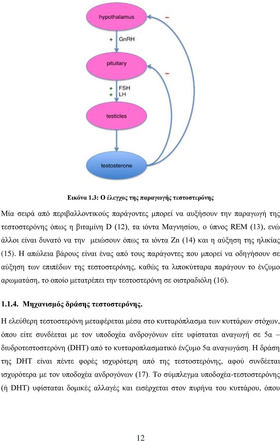 άλλοι είναι δυνατό να την μειώσουν όπως τα ιόντα Zn (14) και η αύξηση της ηλικίας (15).