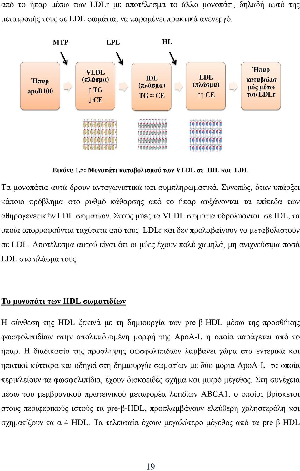 5: Μονοπάτι καταβολισμού των VLDL σε IDL και LDL Τα μονοπάτια αυτά δρουν ανταγωνιστικά και συμπληρωματικά.