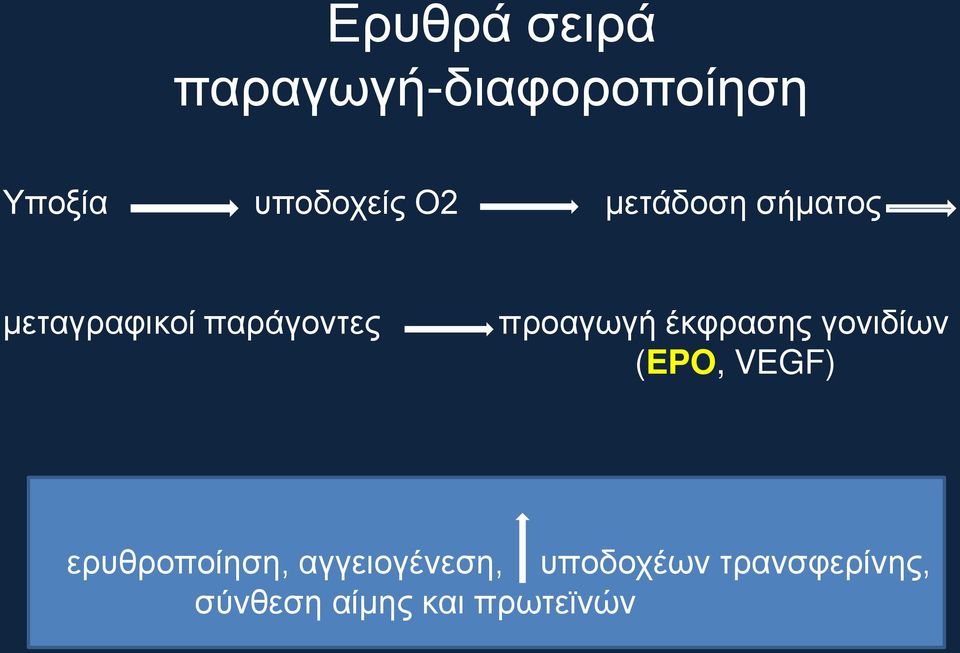 έκφρασης γονιδίων (EPO, VEGF) ερυθροποίηση,
