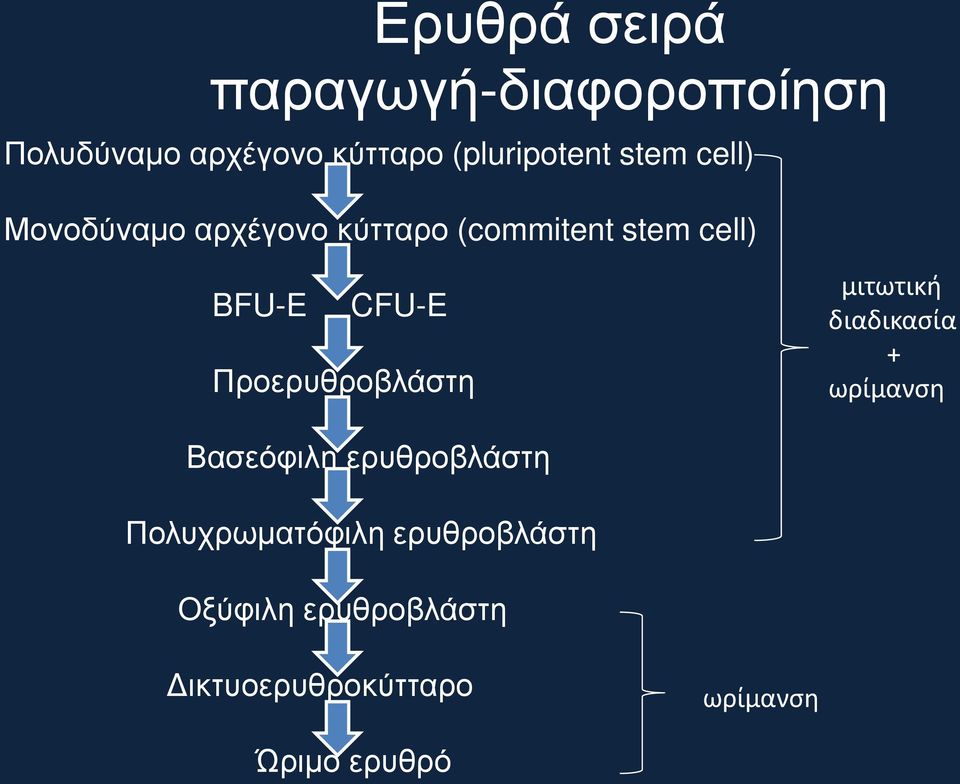 Προερυθροβλάστη μιτωτική διαδικασία + ωρίμανση Βασεόφιλη ερυθροβλάστη