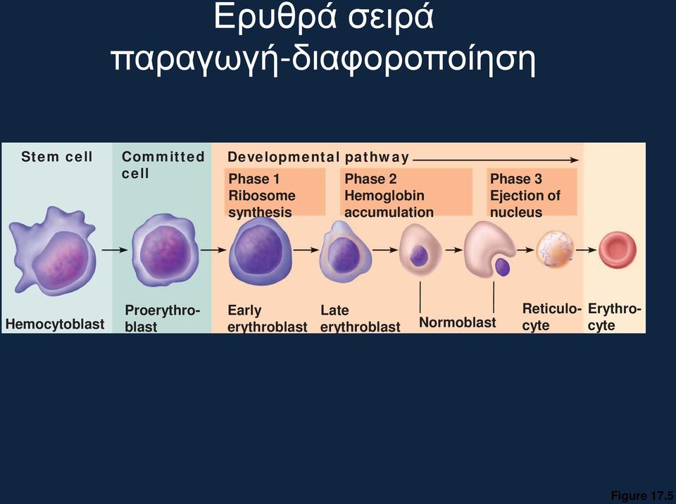 accumulation Phase 3 Ejection of nucleus Hemocytoblast Proerythroblast