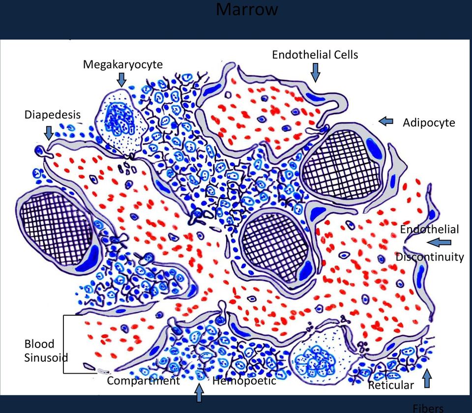 Endothelial Discontinuity Blood