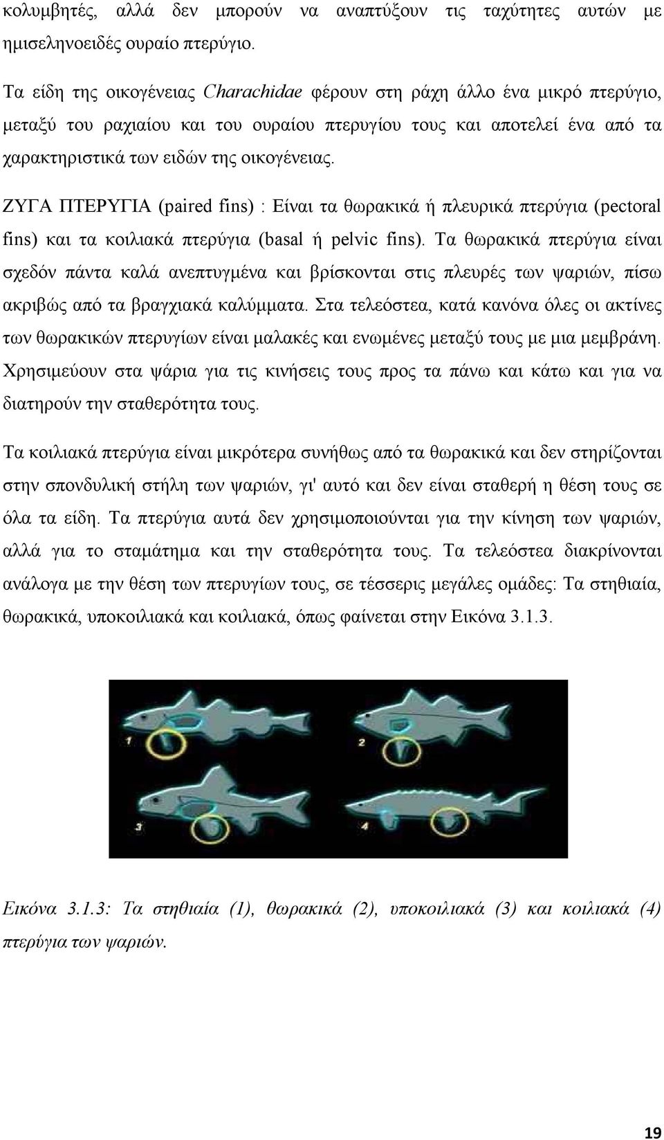 ΖΥΓΑ ΠΤΕΡΥΓΙΑ (paired fins) : Είναι τα θωρακικά ή πλευρικά πτερύγια (pectoral fins) και τα κοιλιακά πτερύγια (basal ή pelvic fins).