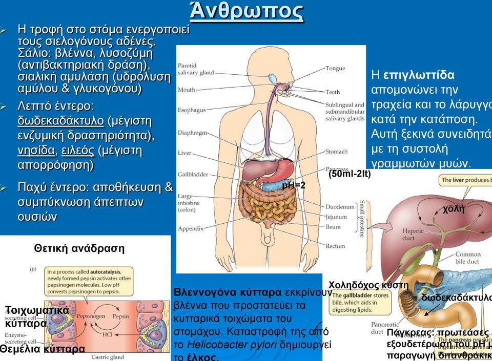 απορρόφηση) Παχύ έντερο: αποθήκευση & συμπύκνωση άπεπτων ουσιών ph=2 Η επιγλωττίδα απομονώνει την τραχεία και το λάρυγγα κατά την κατάποση.