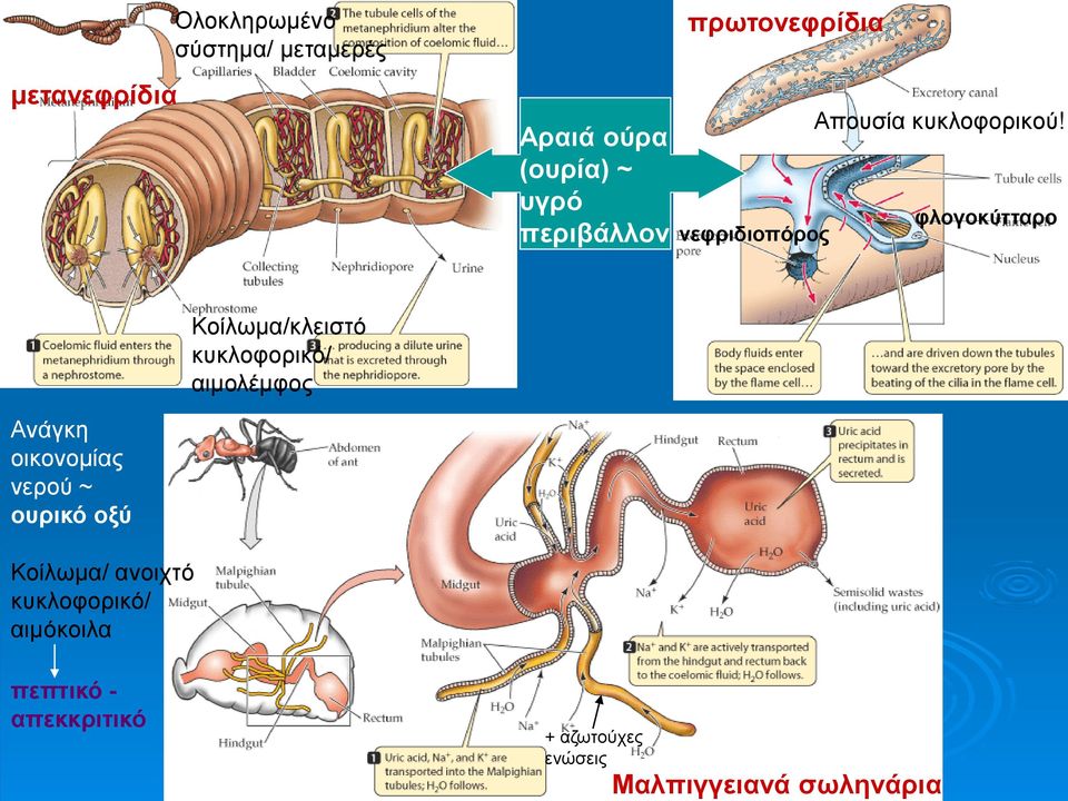 φλογοκύτταρο Κοίλωμα/κλειστό κυκλοφορικό/ αιμολέμφος Ανάγκη οικονομίας νερού ~