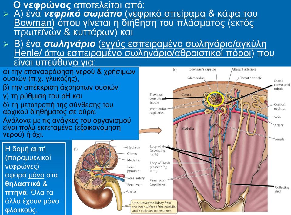 ουσιών (π.χ. γλυκόζης), β) την απέκκριση άχρηστων ουσιών γ) τη ρύθμιση του ph και δ) τη μετατροπή της σύνθεσης του αρχικού διηθήματος σε ούρα.