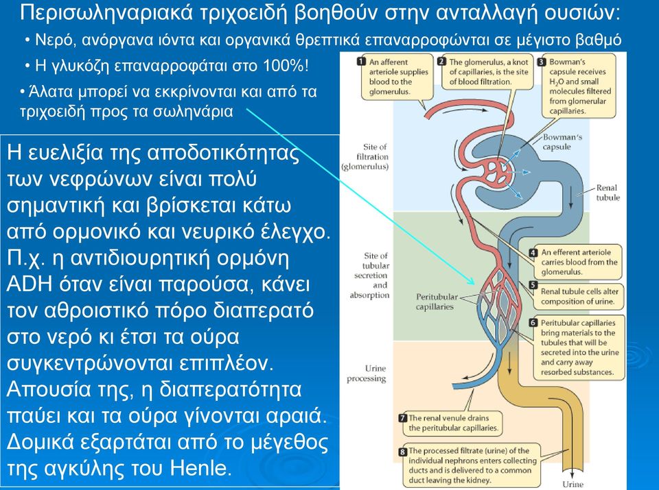 Άλατα μπορεί να εκκρίνονται και από τα τριχοειδή προς τα σωληνάρια Η ευελιξία της αποδοτικότητας των νεφρώνων είναι πολύ σημαντική και βρίσκεται κάτω