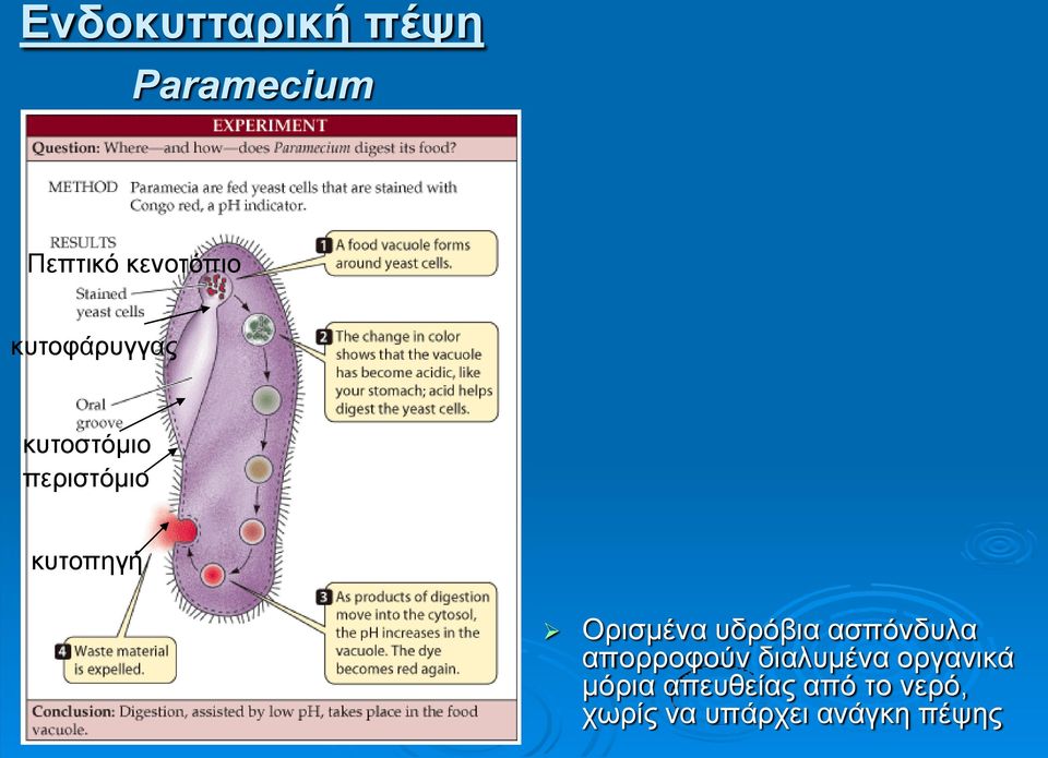 Ορισμένα υδρόβια ασπόνδυλα απορροφούν διαλυμένα