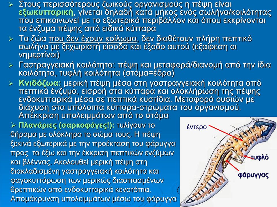 ίδια κοιλότητα, τυφλή κοιλότητα (στόμα=έδρα) Κνιδόζωα: μερική πέψη μέσα στη γαστραγγειακή κοιλότητα από πεπτικά ένζυμα, εισροή στα κύτταρα και ολοκλήρωση της πέψης ενδοκυτταρικά μέσα σε πεπτικά