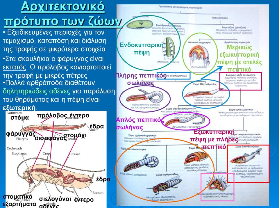 Ο πρόλοβος κονιορτοποιεί την τροφή με μικρές πέτρες Πολλά αρθρόποδα διαθέτουν δηλητηριώδεις αδένες για παράλυση του θηράματος και η πέψη