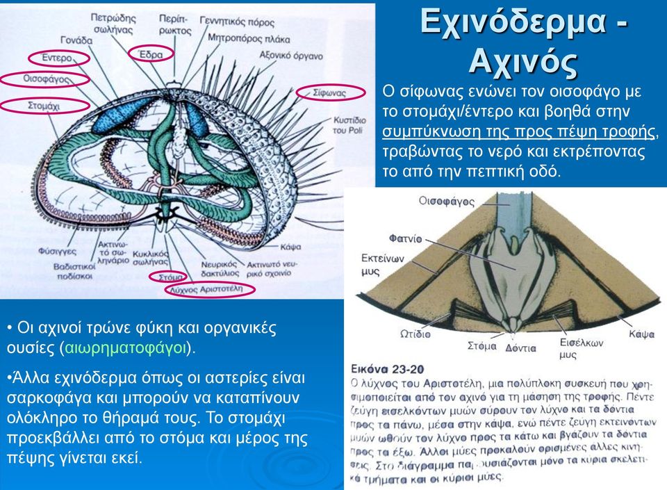 Οι αχινοί τρώνε φύκη και οργανικές ουσίες (αιωρηματοφάγοι).