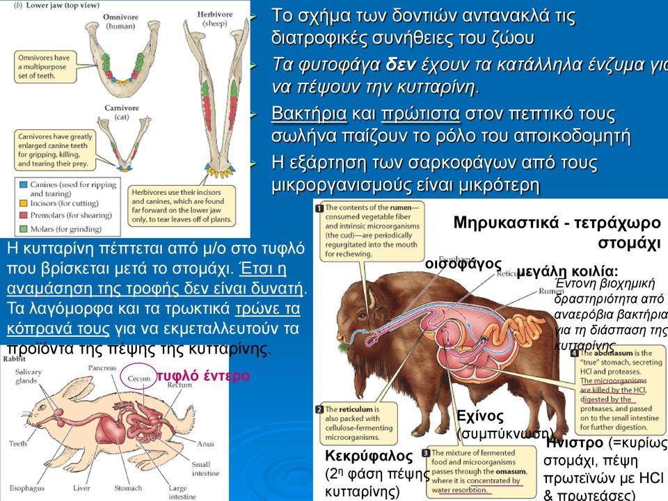 βρίσκεται μετά το στομάχι. Έτσι η αναμάσηση της τροφής δεν είναι δυνατή. Τα λαγόμορφα και τα τρωκτικά τρώνε τα κόπρανά τους για να εκμεταλλευτούν τα προϊόντα της πέψης της κυτταρίνης.