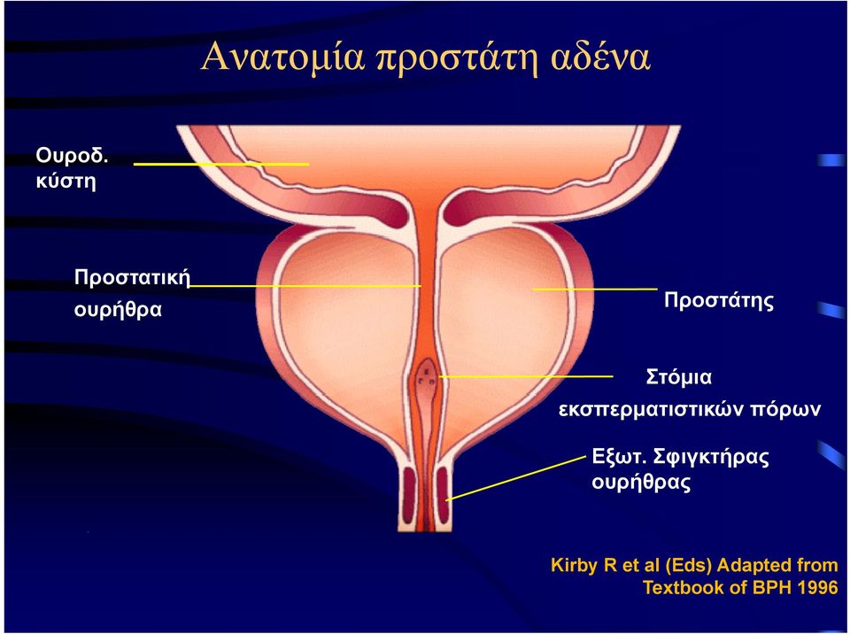 εκσπερματιστικών πόρων Εξωτ.