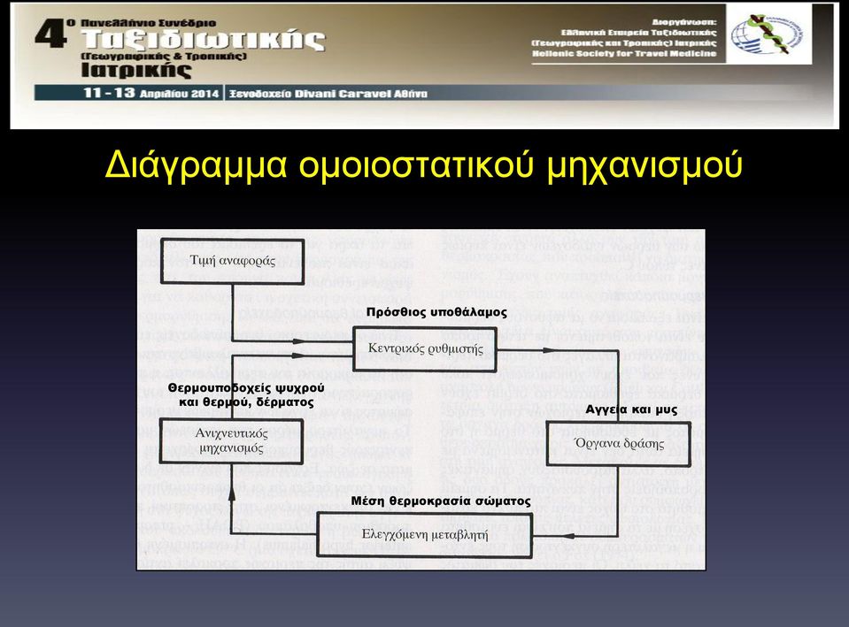 ψυχρού και θερμού, δέρματος Αγγεία