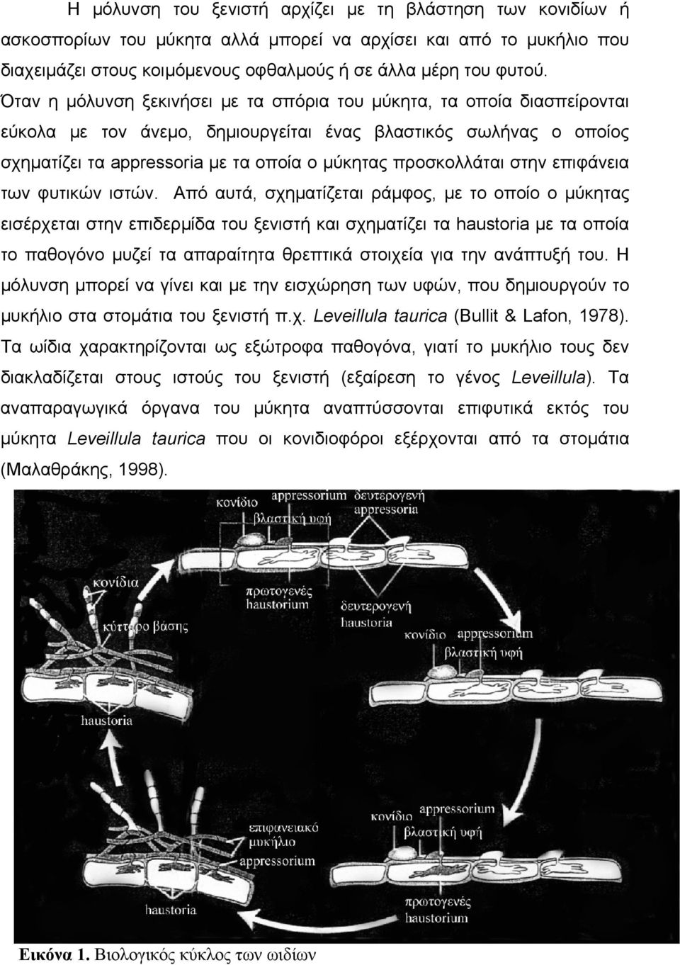 προσκολλάται στην επιφάνεια των φυτικών ιστών.