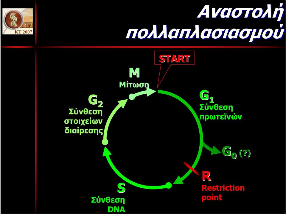 διαίρεσης G 1 Σύνθεση πρωτεϊνών G