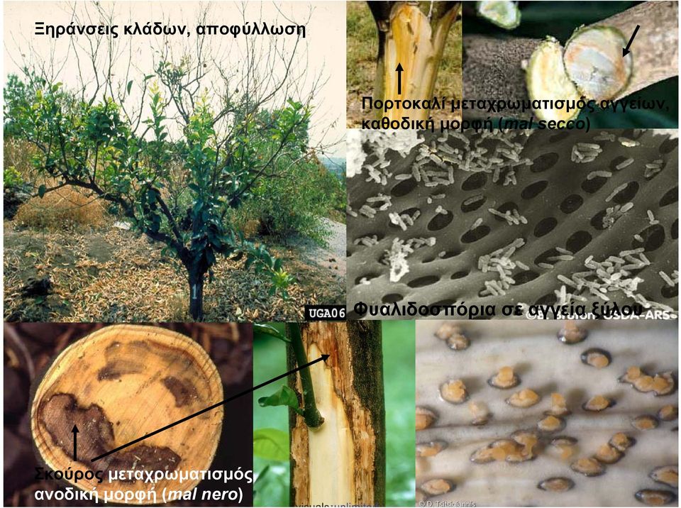 secco) Φυαλιδοσπόρια σε αγγεία ξύλου Σκούρος