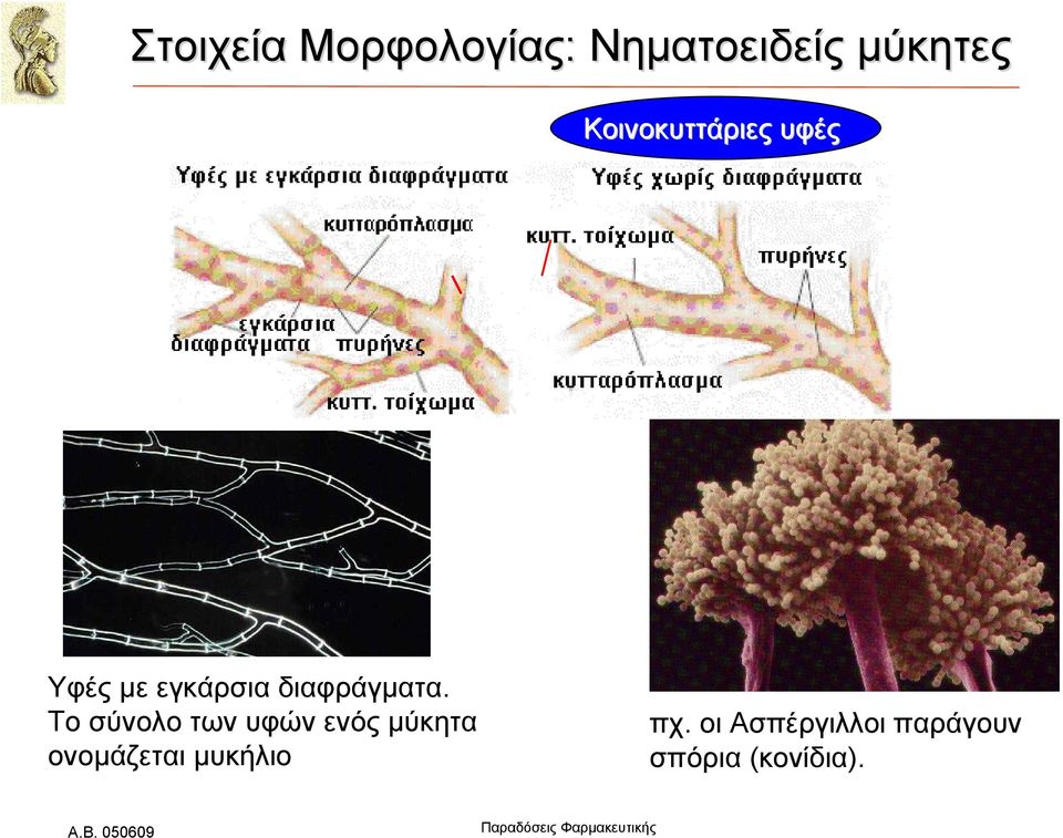 διαφράγματα.