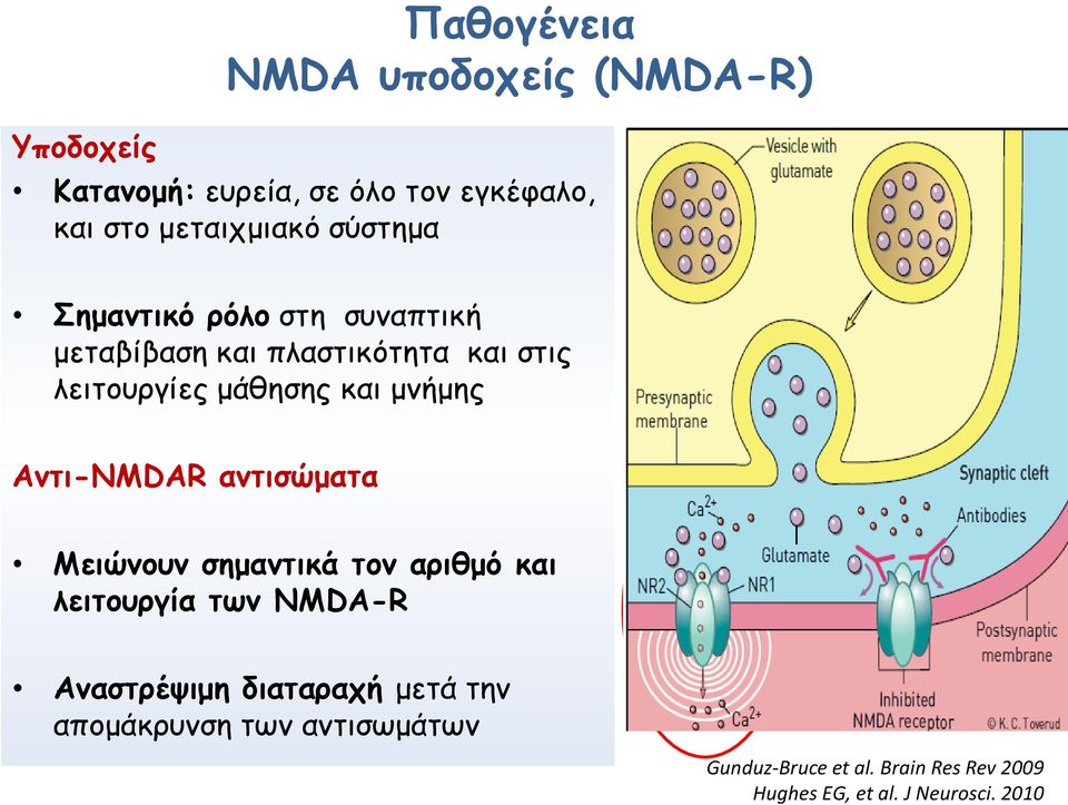 Αντι-NMDAR αντισώματα Μειώνουν σημαντικά τον αριθμό και λειτουργία των NMDA-R Αναστρέψιμη διαταραχή μετά