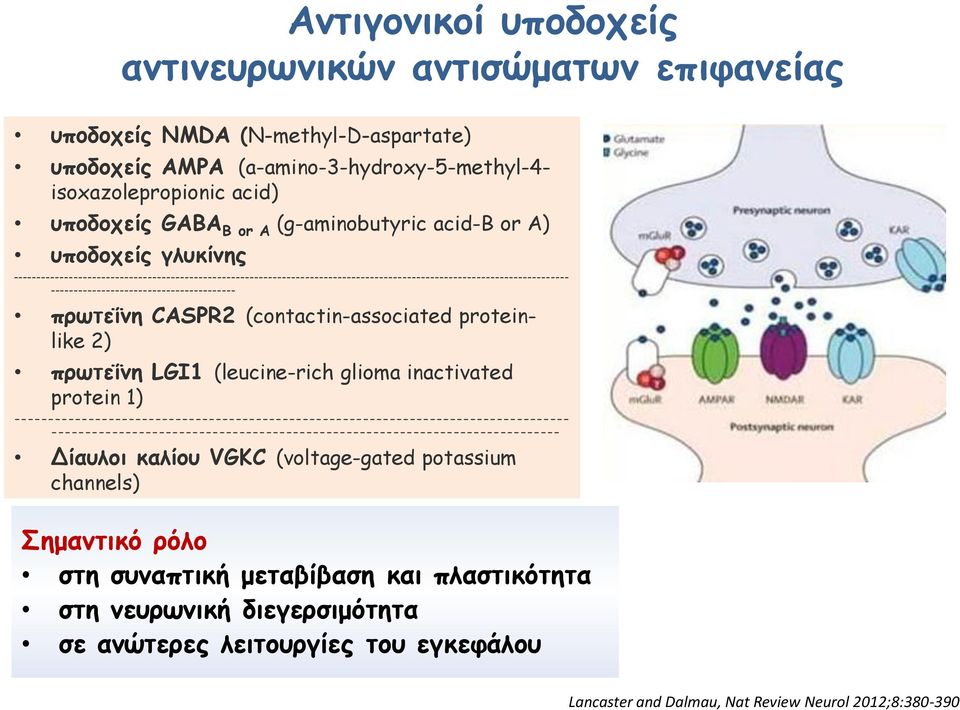 ---------------------------------------- πρωτεΐνη CASPR2 (contactin-associated proteinlike 2) πρωτεΐνη LGI1 (leucine-rich glioma inactivated protein 1)