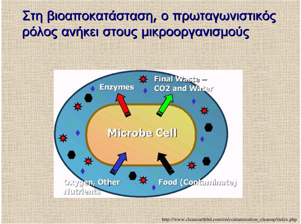 στους µικροοργανισµούς http://www.