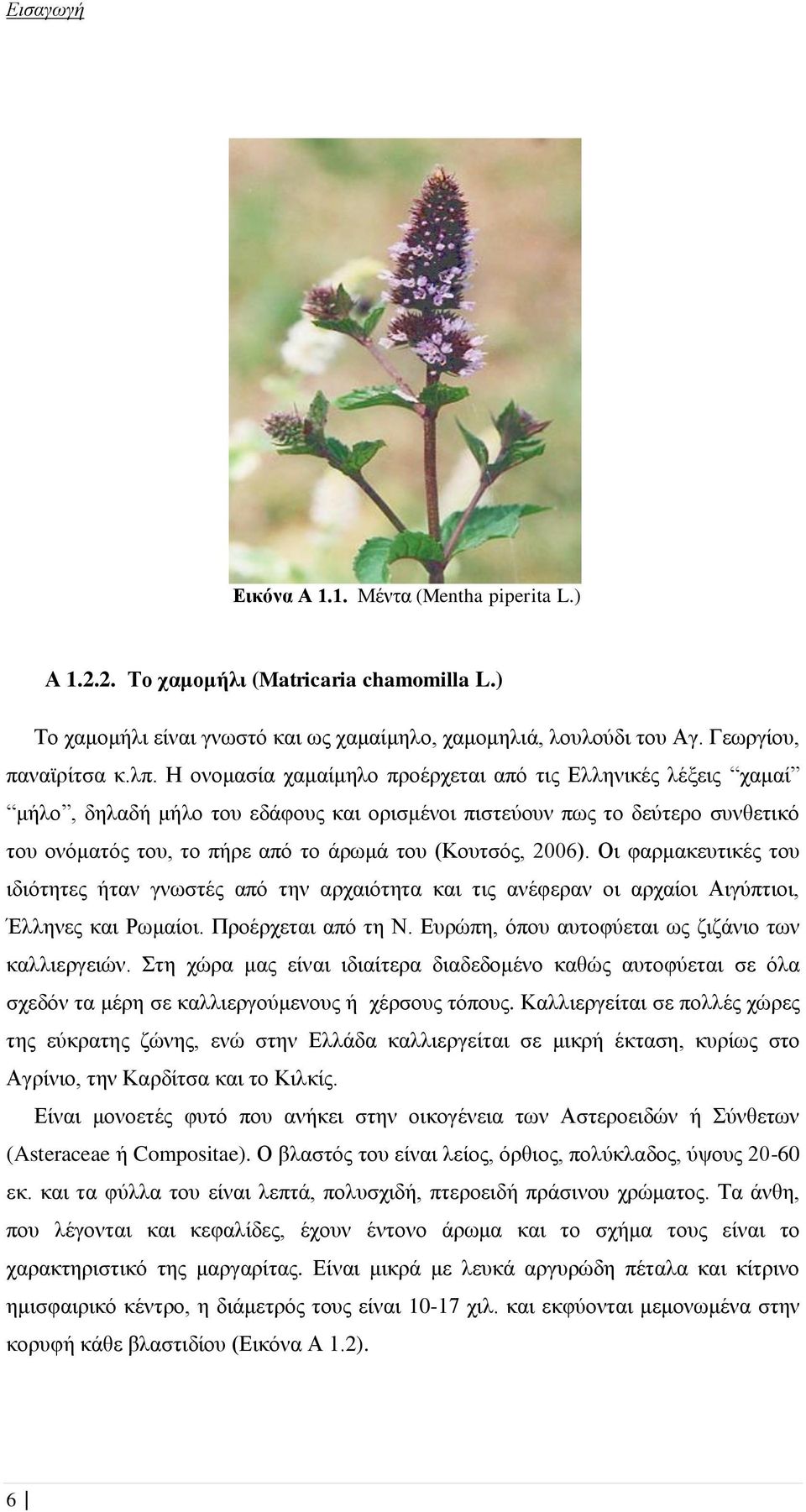 2006). Οι φαρμακευτικές του ιδιότητες ήταν γνωστές από την αρχαιότητα και τις ανέφεραν οι αρχαίοι Αιγύπτιοι, Έλληνες και Ρωμαίοι. Προέρχεται από τη Ν.